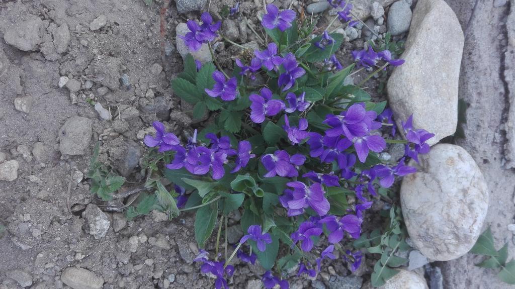 Pensiune Marginimea Sibiului Orlat Exterior foto