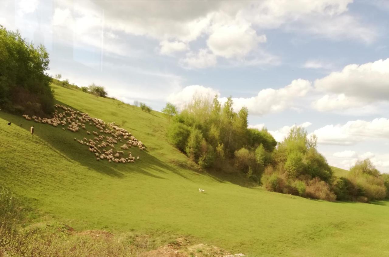 Pensiune Marginimea Sibiului Orlat Exterior foto